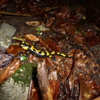 p1000702feuersalamander_20120602_2002745546
