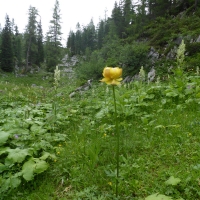 P1030706Trollblume