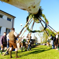 P1050754Maibaum 2017 