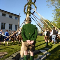 P1050793Maibaum 2017