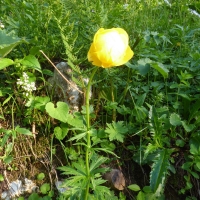 22 P1010785 Trollblume