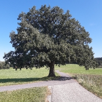 29 20220812_100943 einmalige Eiche