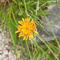 20220723_115457 Blumen
