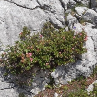 20220723_125619 Blumen