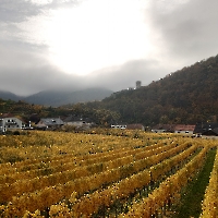 13 20221029_101705 goldene Weinreben, Wachau, Spitz, Oktober 2022