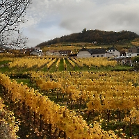 14 20221029_101718 goldene Weinreben, Wachau, Spitz, Oktober 2022