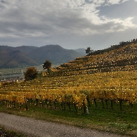 24 20221029_142631 goldene Weinreben, Wachau, Spitz, Oktober 2022