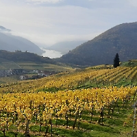 26 IMG-20221029-WA0017 goldene Weinreben, Wachau, Spitz, Oktober 2022
