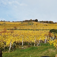 28 IMG-20221030-WA0065 goldene Weinreben, Wachau, Spitz, Oktober 2022