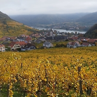 29 IMG-20221030-WA0075 goldene Weinreben, Wachau, Spitz, Oktober 2022