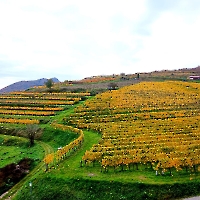 30 IMG-20221031-WA0001 goldene Weinreben, Wachau, Spitz, Oktober 2022