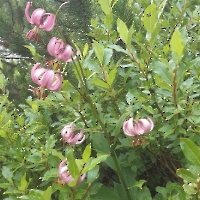20230722_155037 Türkenbundlilie